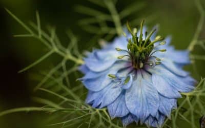 Gummies à la nigelle : une savoureuse aide pour stimuler votre immunité