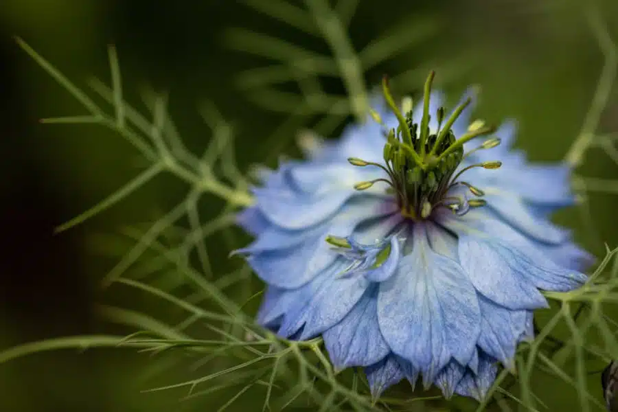 Gummies à la nigelle : une savoureuse aide pour stimuler votre immunité